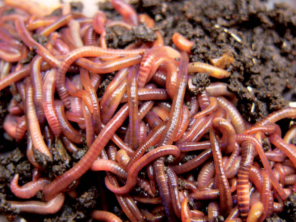 Organic farming Vermicompost
